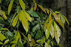 Phoebe lanceolata